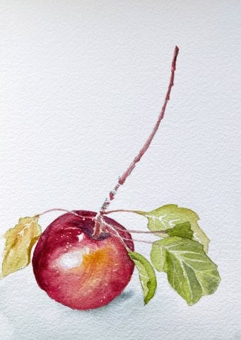 Apple from Salida